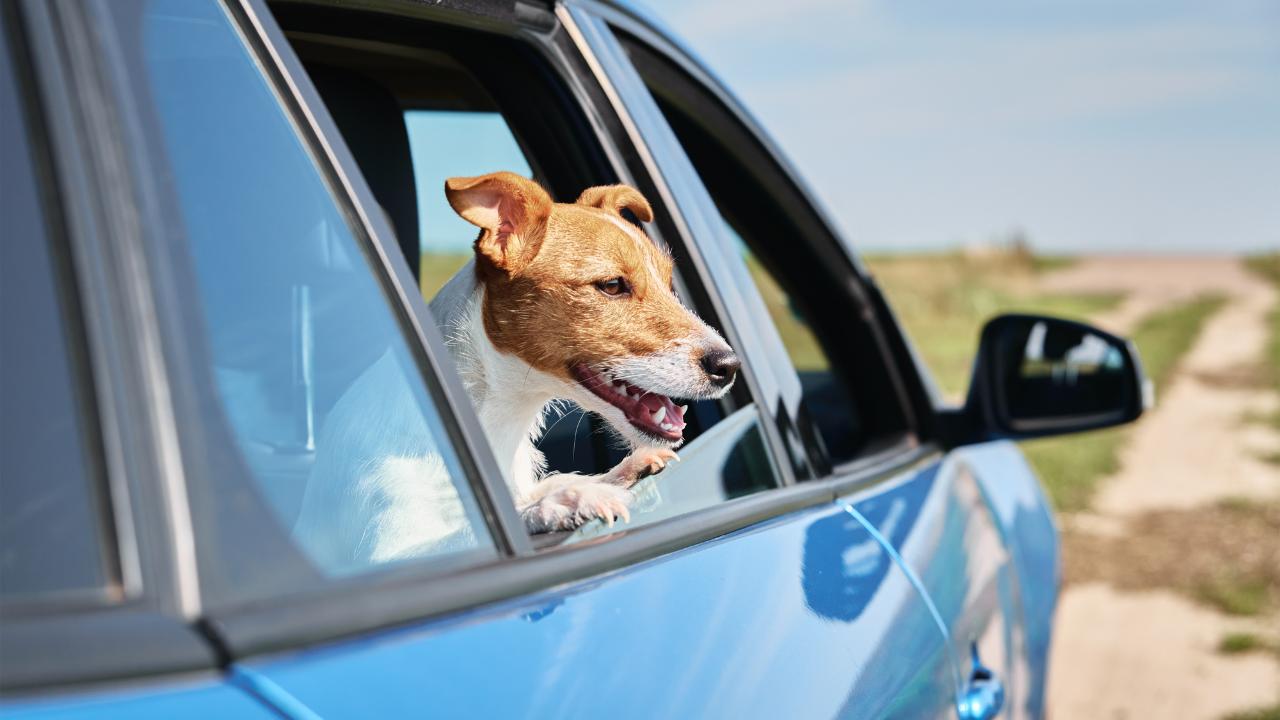 Cómo viajar con perros de forma segura